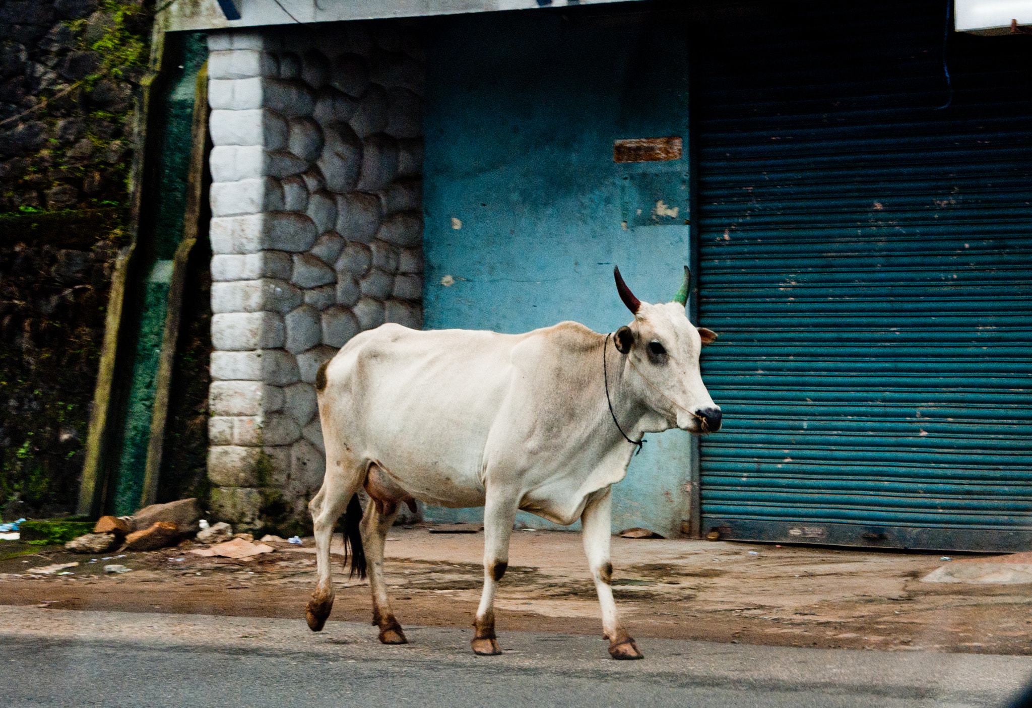 Pentax K200D sample photo. Cow walking on road photography