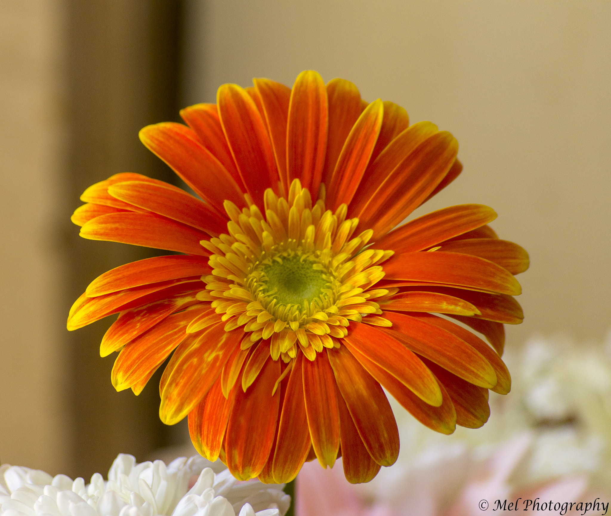 Sigma 55-200mm f/4-5.6 DC sample photo. Flower1.jpg photography