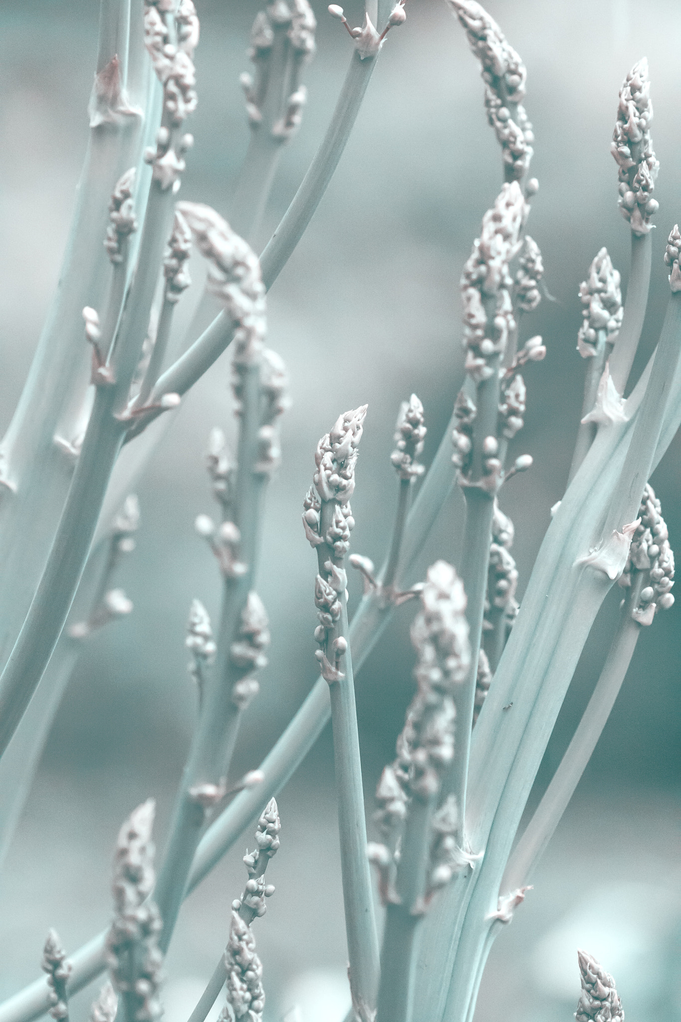 Canon EF 100mm F2.8 Macro USM sample photo. Asparagus photography