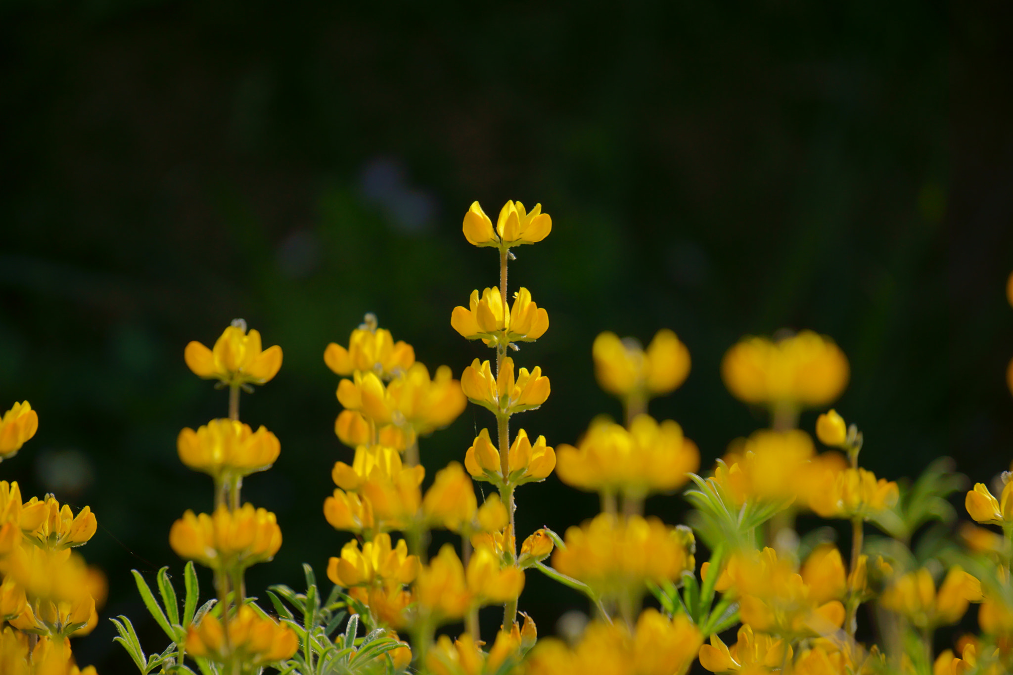 Sony E 55-210mm F4.5-6.3 OSS sample photo. 魯冰花 lupin flowers！ photography