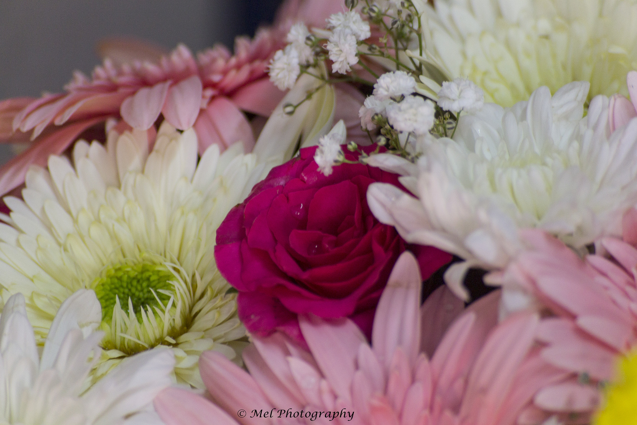 Sigma 55-200mm f/4-5.6 DC sample photo. Rose photography
