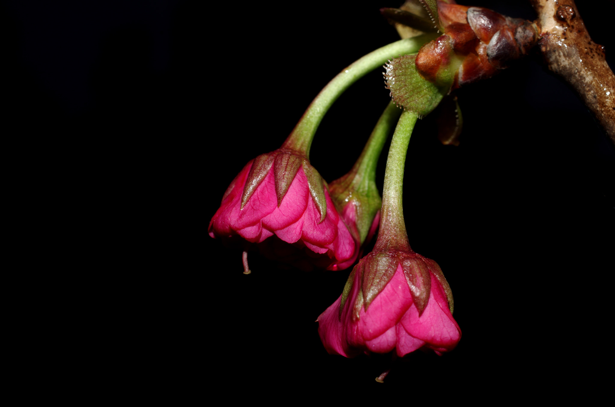 HD Pentax DA 35mm F2.8 Macro Limited sample photo. Flower photography