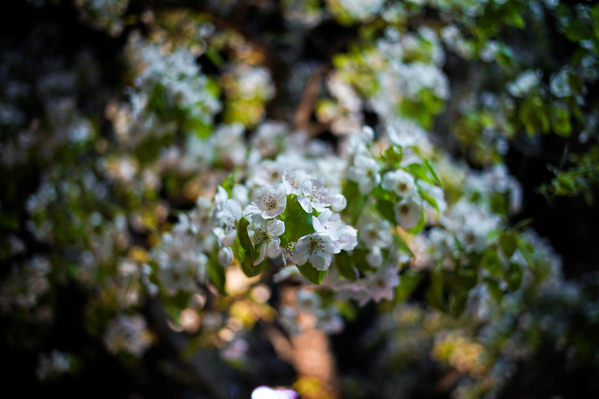 0mm F0 SAM sample photo