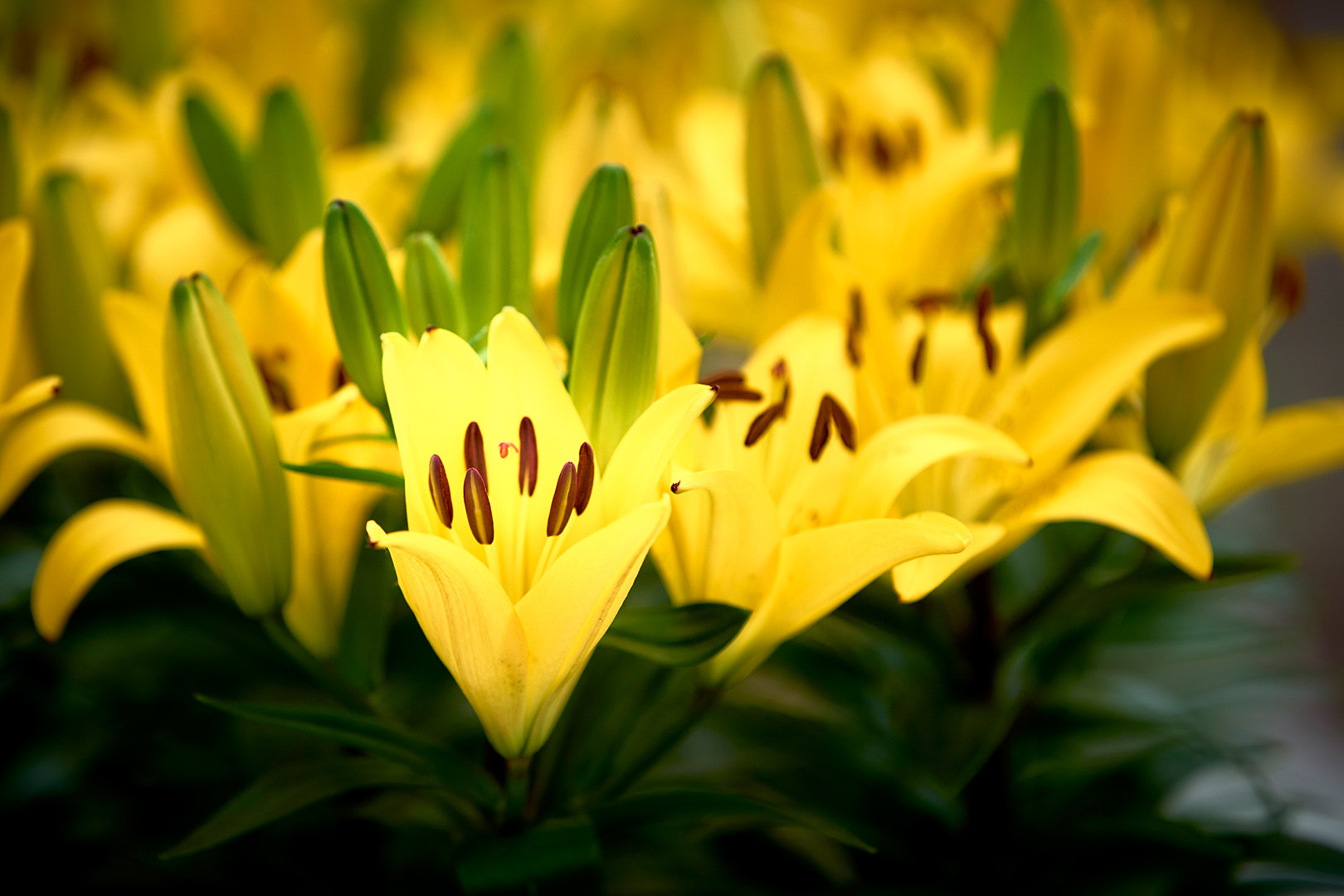 70-200mm F2.8 G SSM OSS II sample photo. Springtime in yellow photography