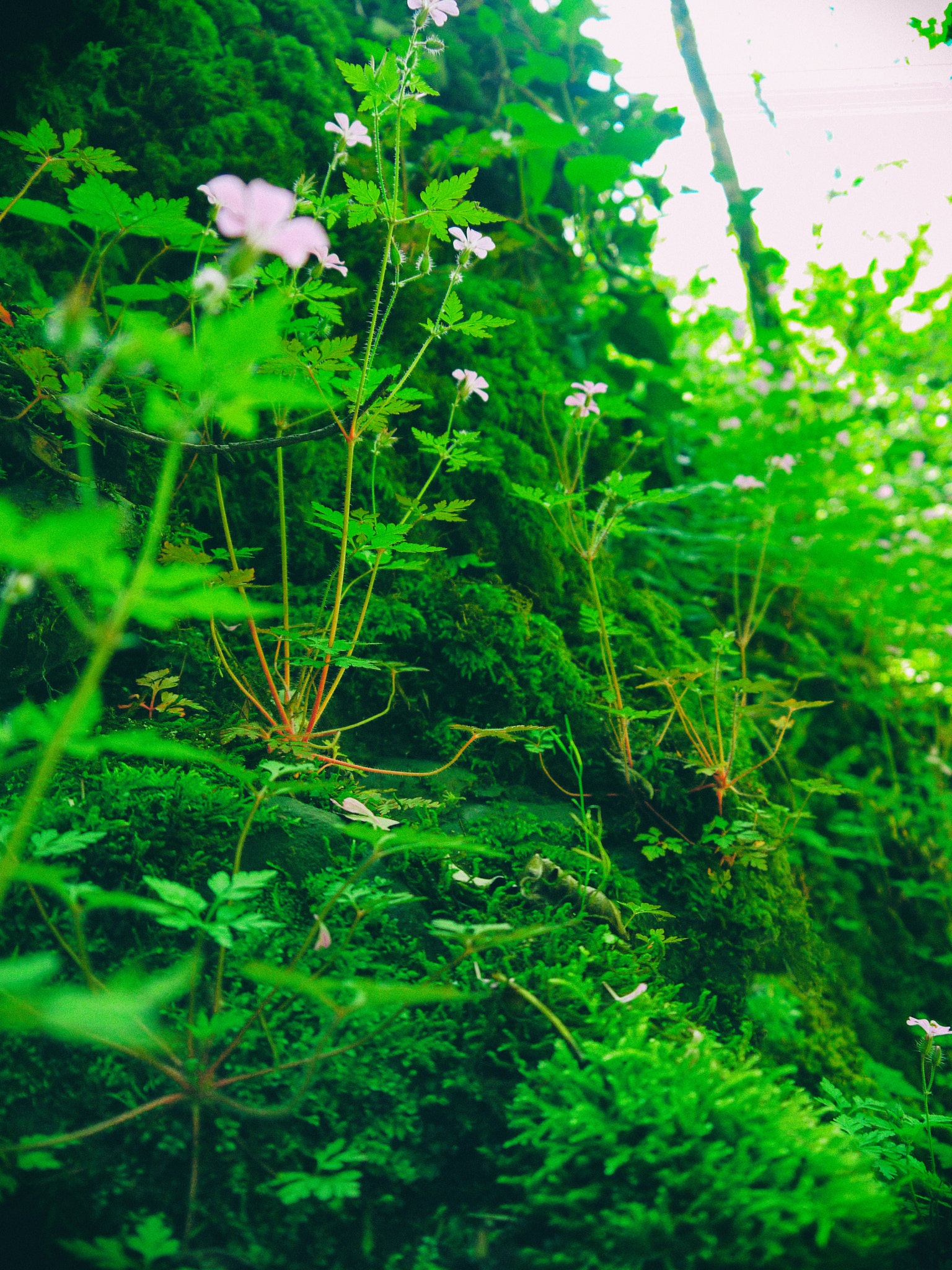 Panasonic Lumix DMC-G10 sample photo. Green planet.jpg photography