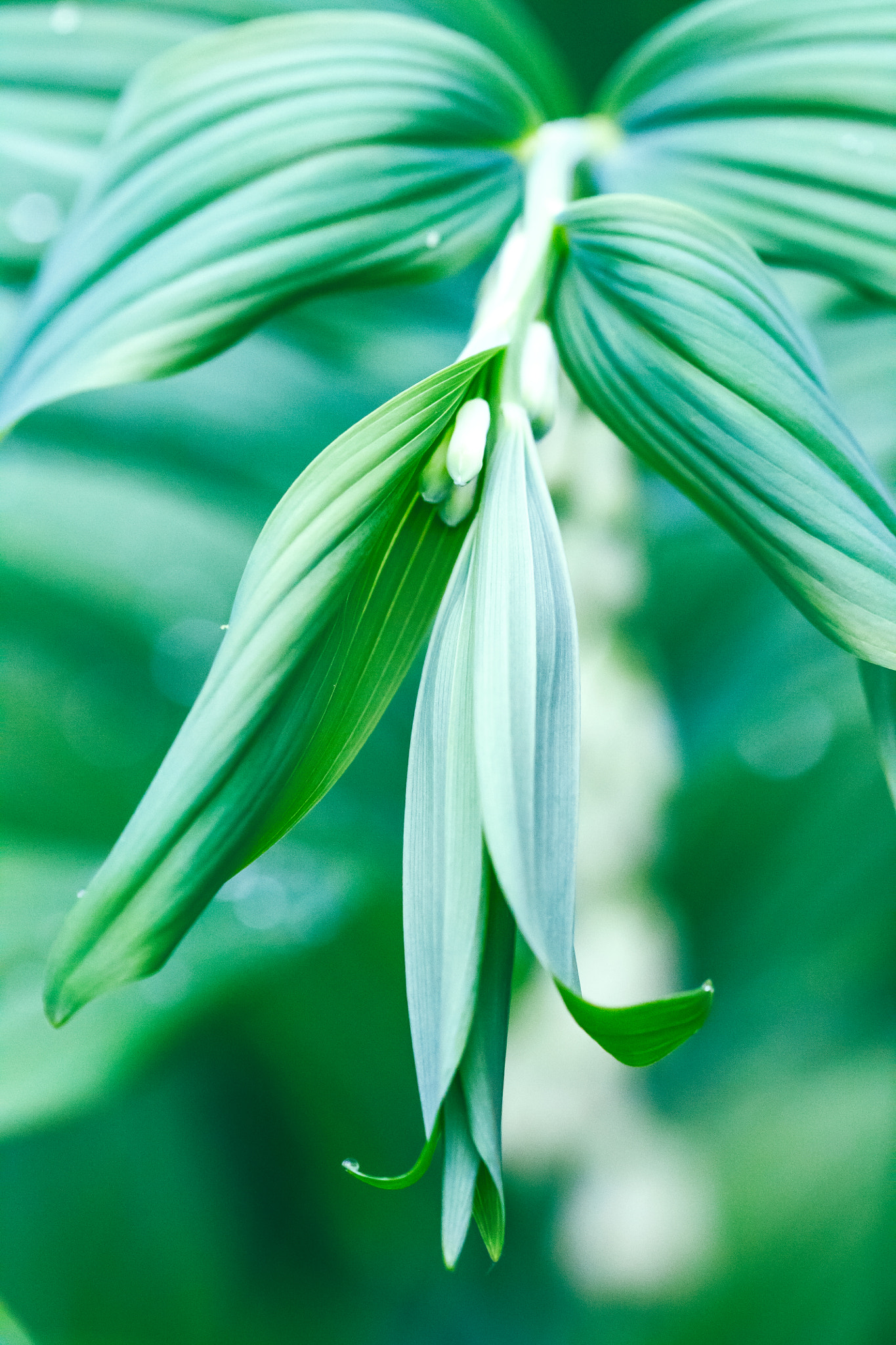 Canon EF 100mm F2.8 Macro USM sample photo. Garden may-lily photography