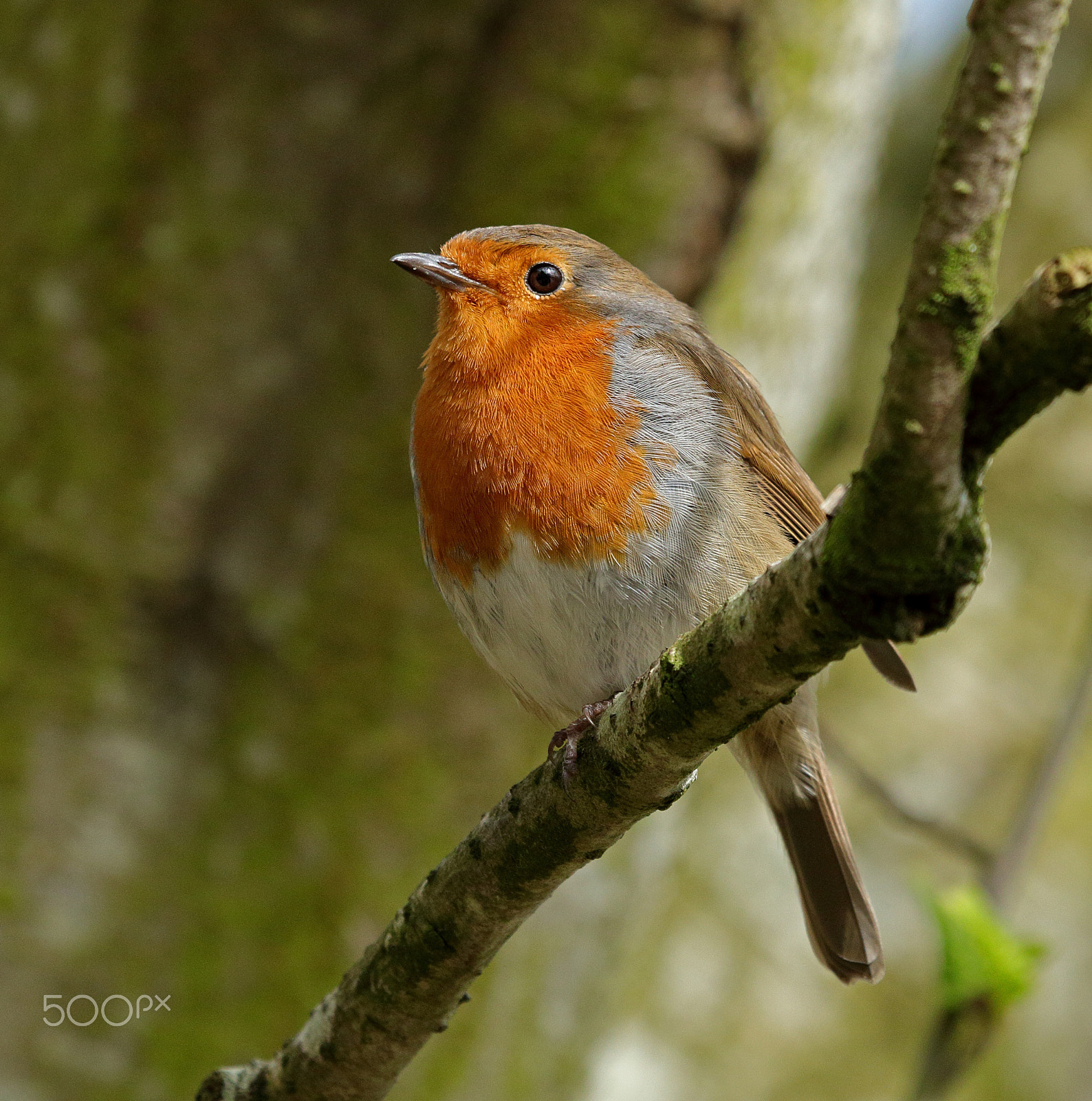 Canon EF 100-400mm F4.5-5.6L IS USM sample photo. Robin photography
