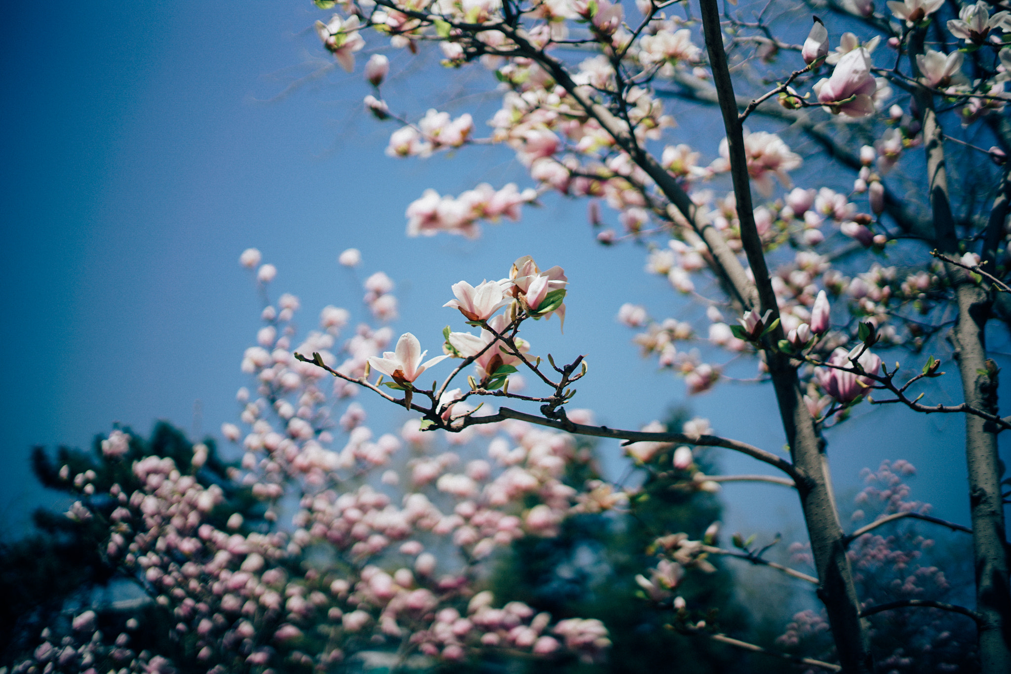 0mm F0 SAM sample photo. All new photography