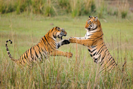 Nikon AF-S Nikkor 200-400mm F4G ED-IF VR sample photo. Best wild animals in bandhavgarh photography