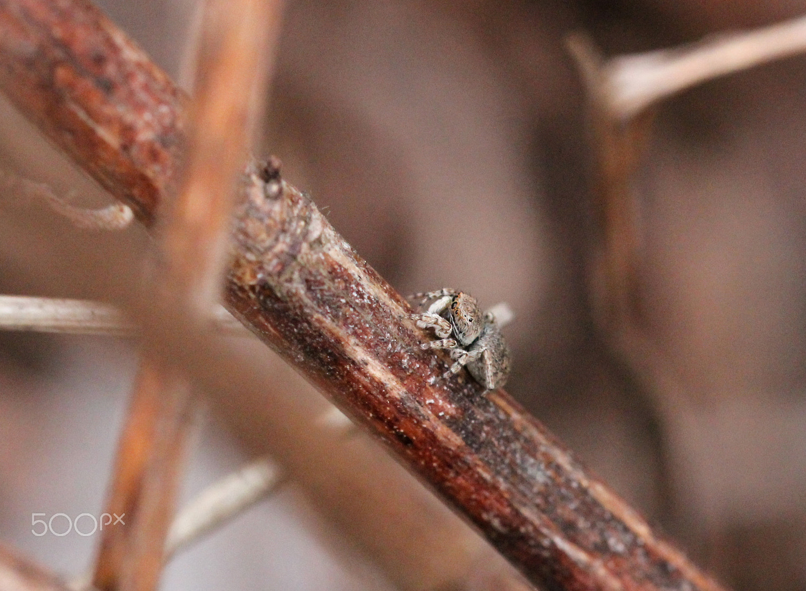 Sigma 105mm F2.8 EX DG OS HSM sample photo. Tiny predator photography