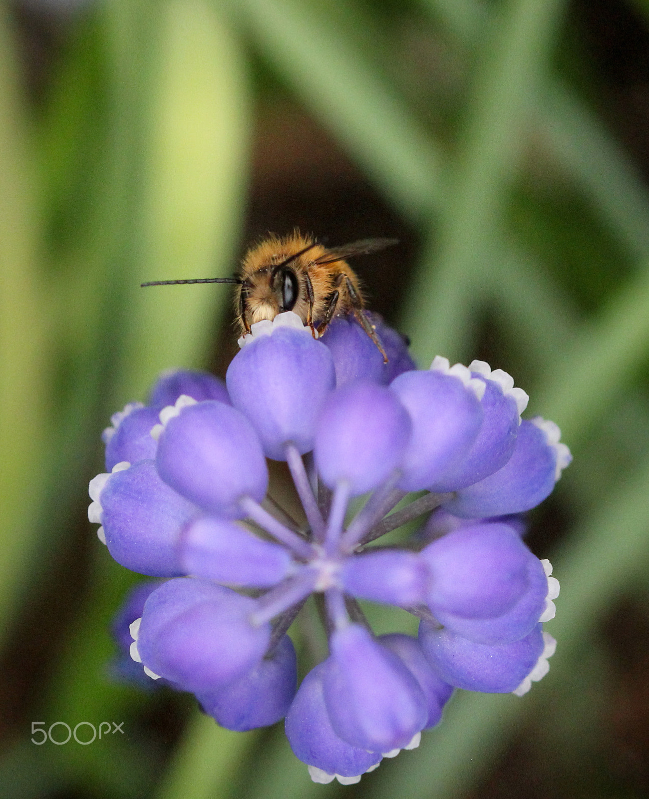 Sigma 105mm F2.8 EX DG OS HSM sample photo. Drinking deep photography