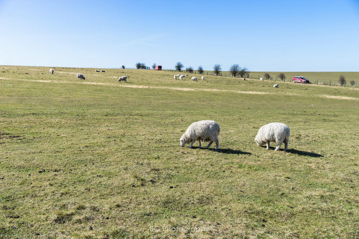 Sony a7 II + Canon EF 85mm F1.2L II USM sample photo. Grassland. photography