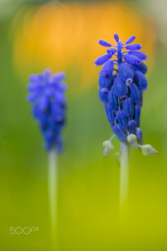 Sony a99 II + MACRO 50mm F2.8 sample photo. Muscari azzurro photography