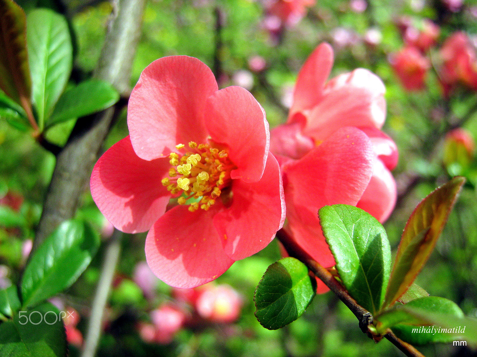 Canon PowerShot A800 sample photo. Japanese quince photography
