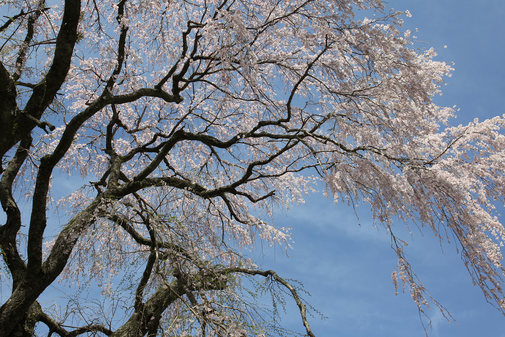Canon EOS-1D Mark IV sample photo. Spring full bloom photography