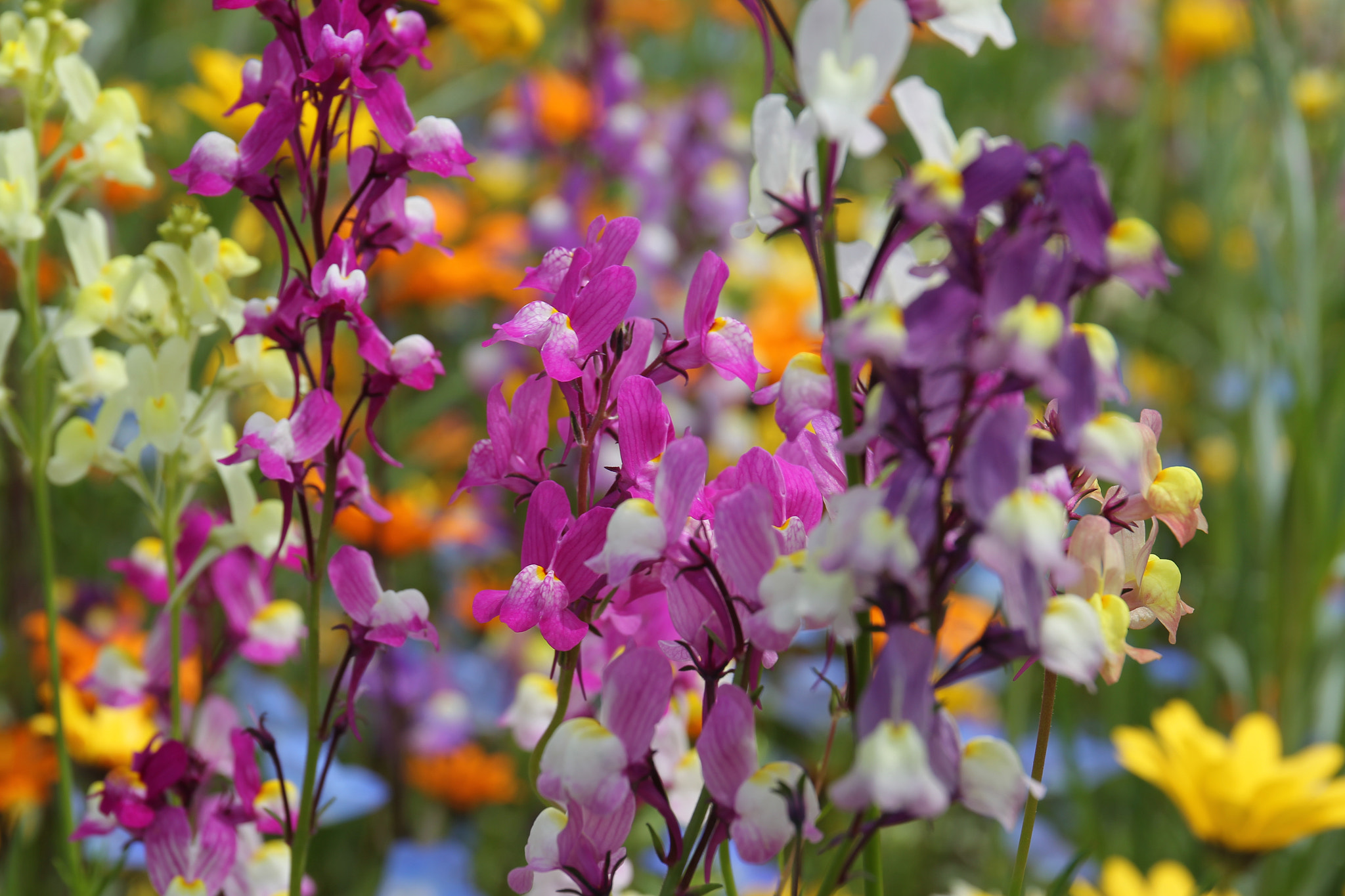 Canon EOS-1D Mark IV sample photo. Spring full bloom photography