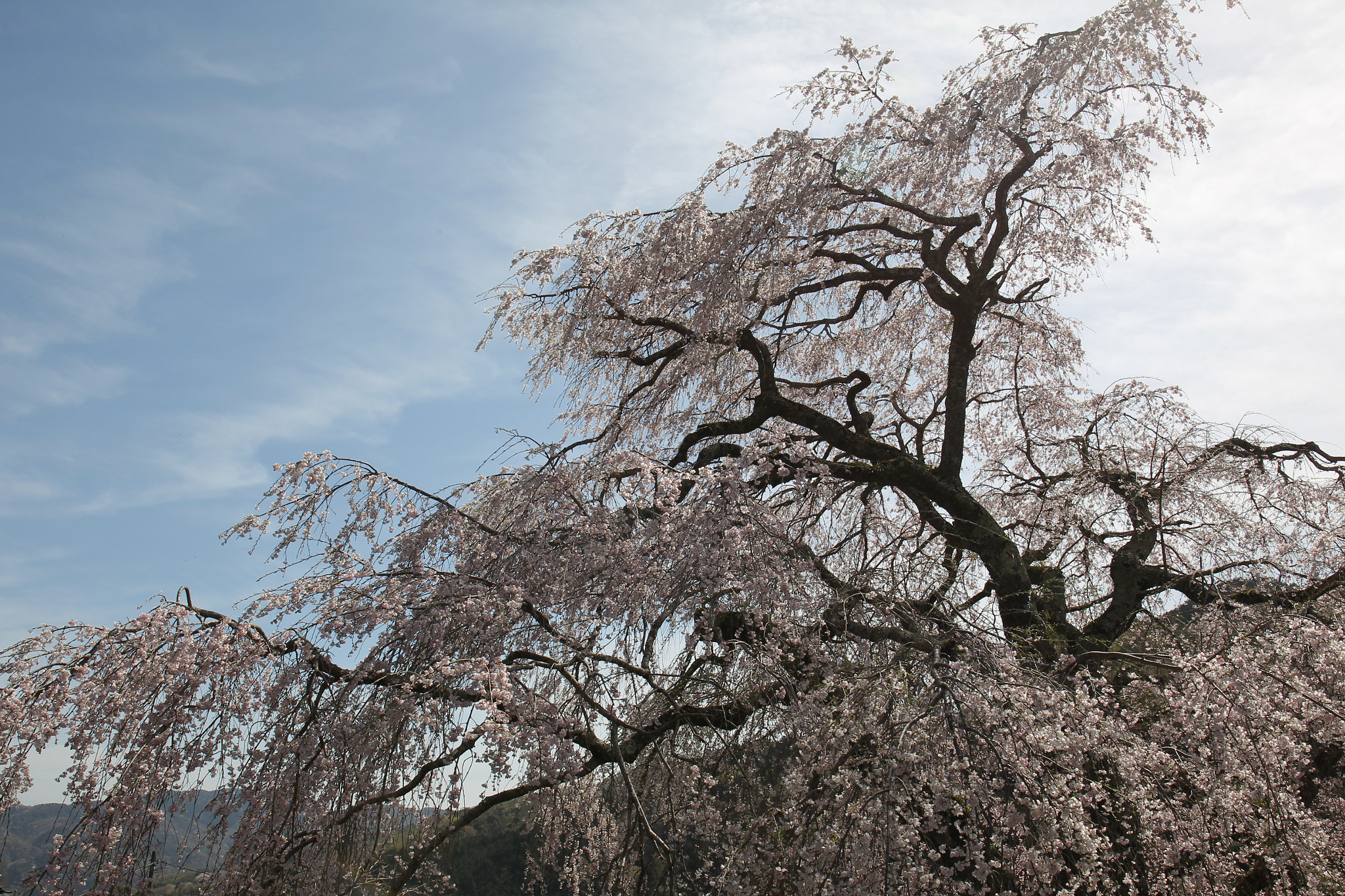 Canon EOS-1D Mark IV + Canon EF 24-70mm F4L IS USM sample photo. Spring full bloom photography