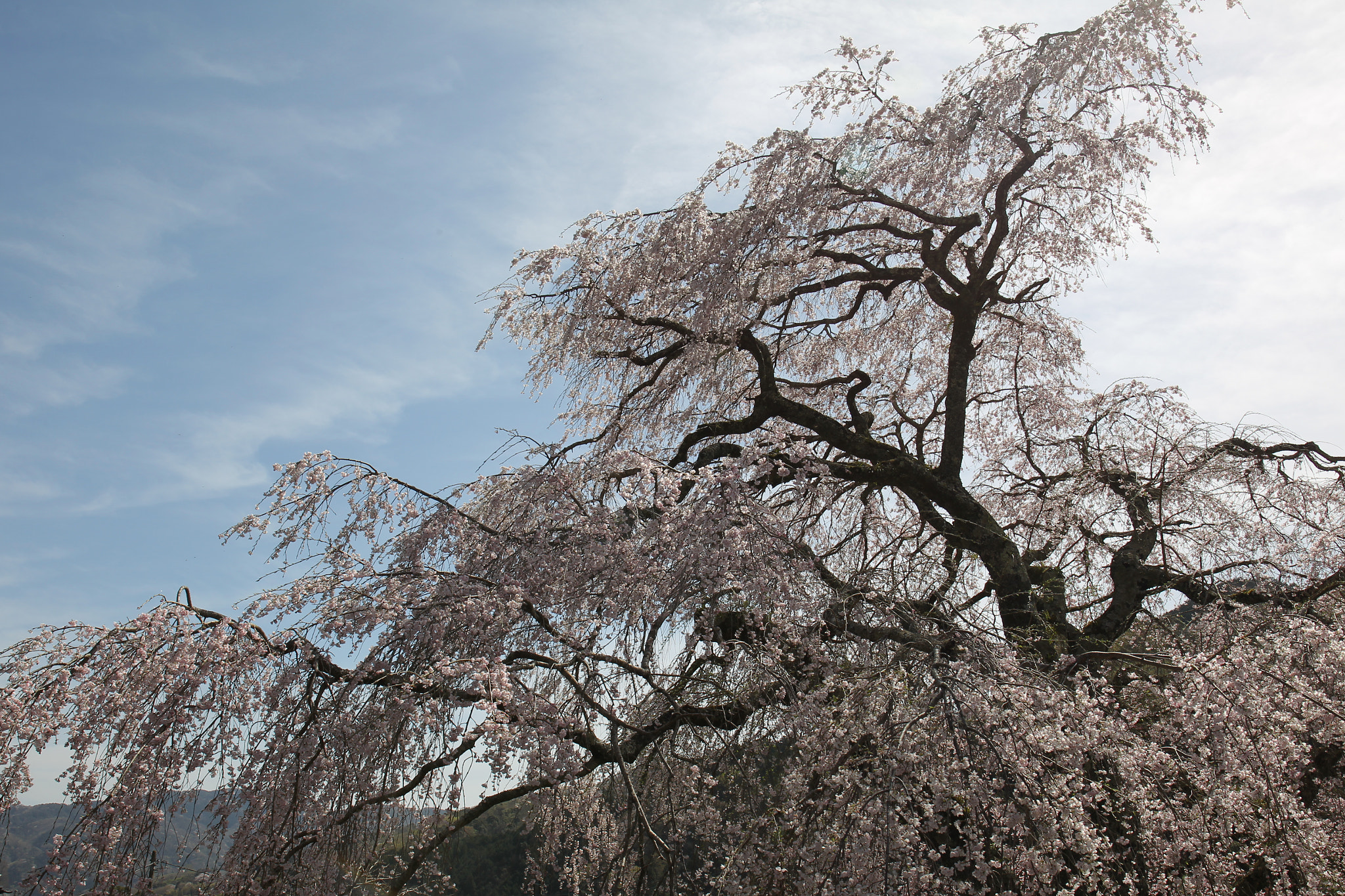 Canon EOS-1D Mark IV sample photo. Spring full bloom photography