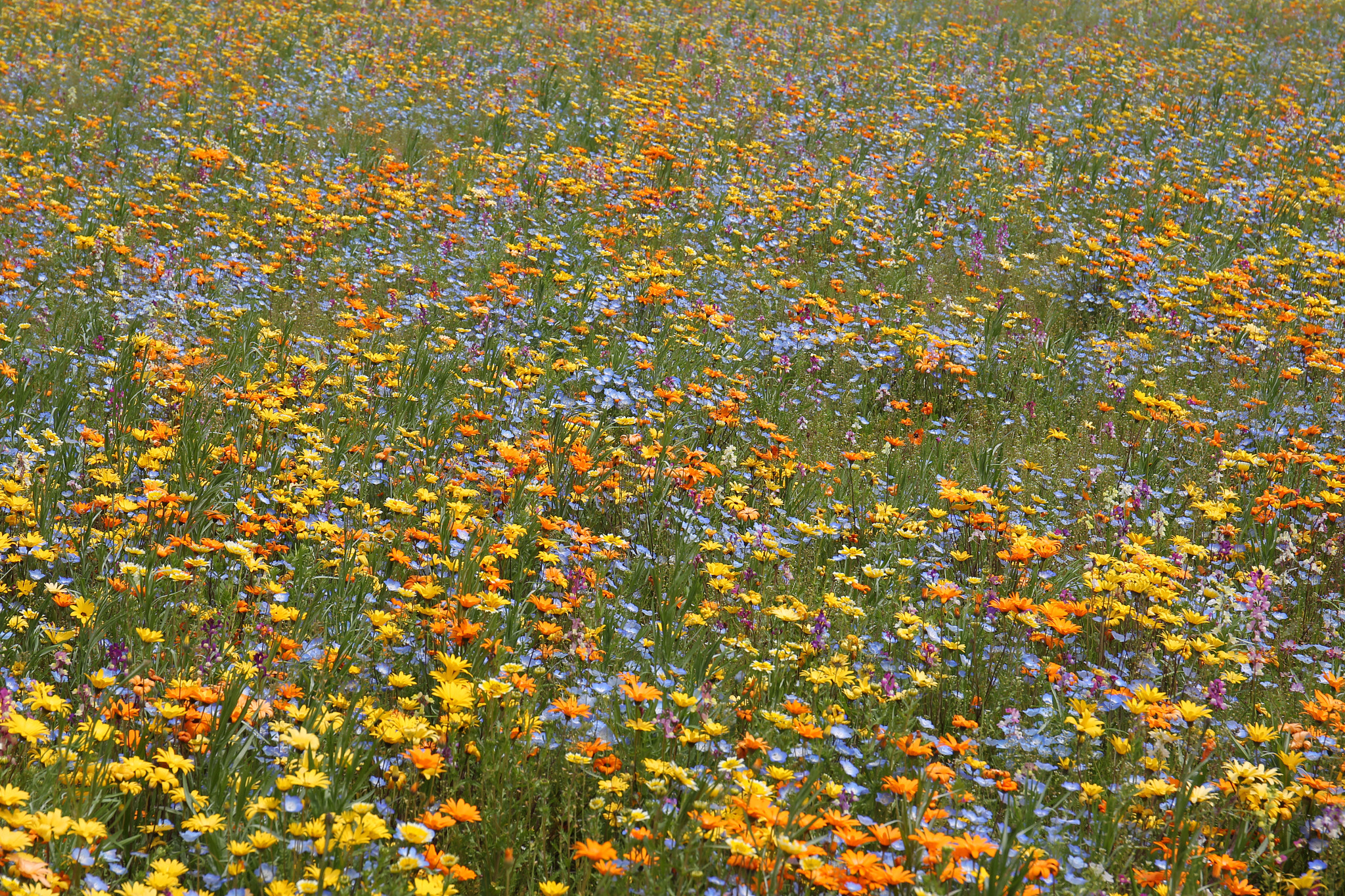 Canon EOS-1D Mark IV sample photo. Spring full bloom photography