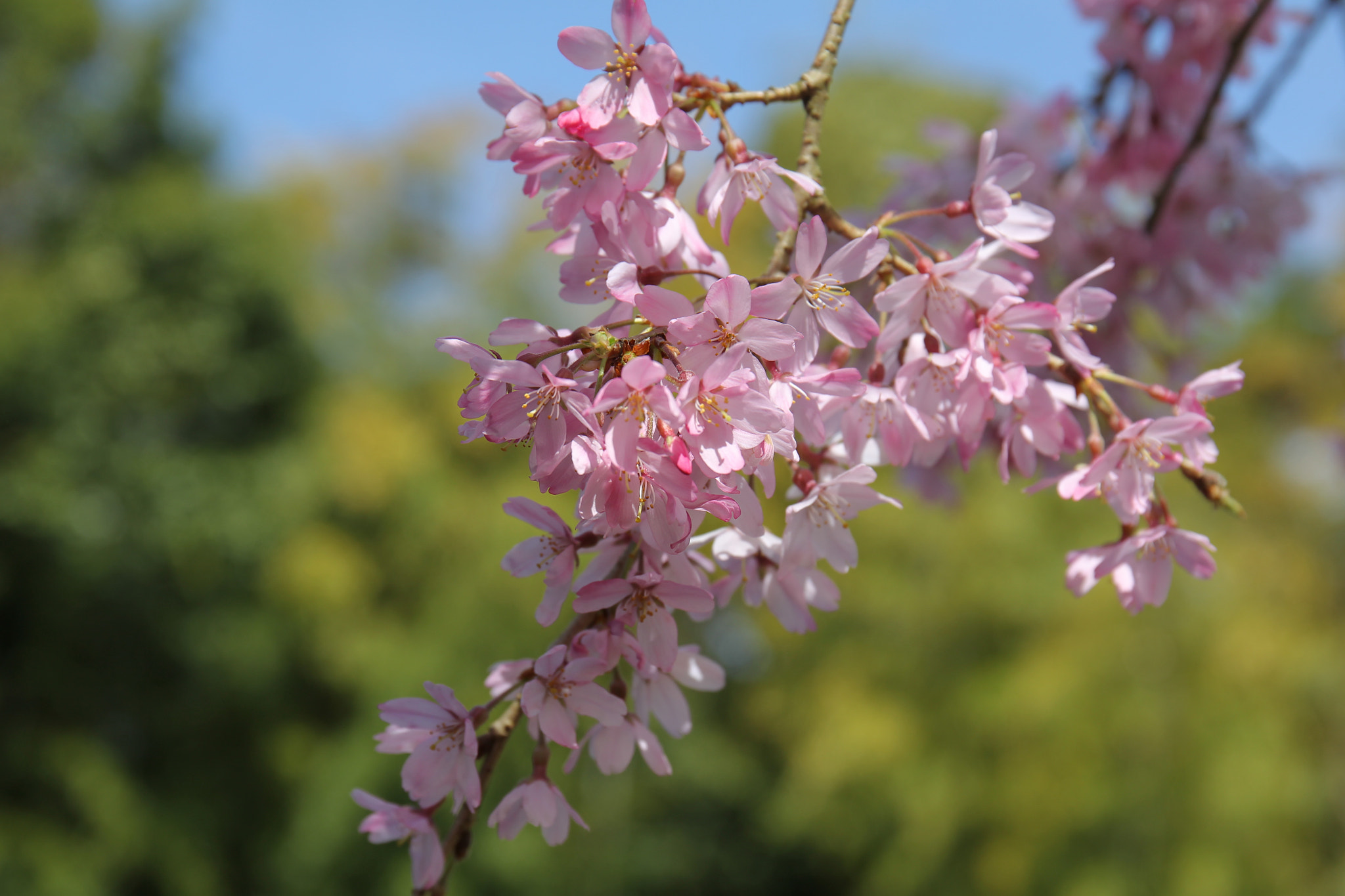 Canon EOS-1D Mark IV sample photo. Spring full bloom photography