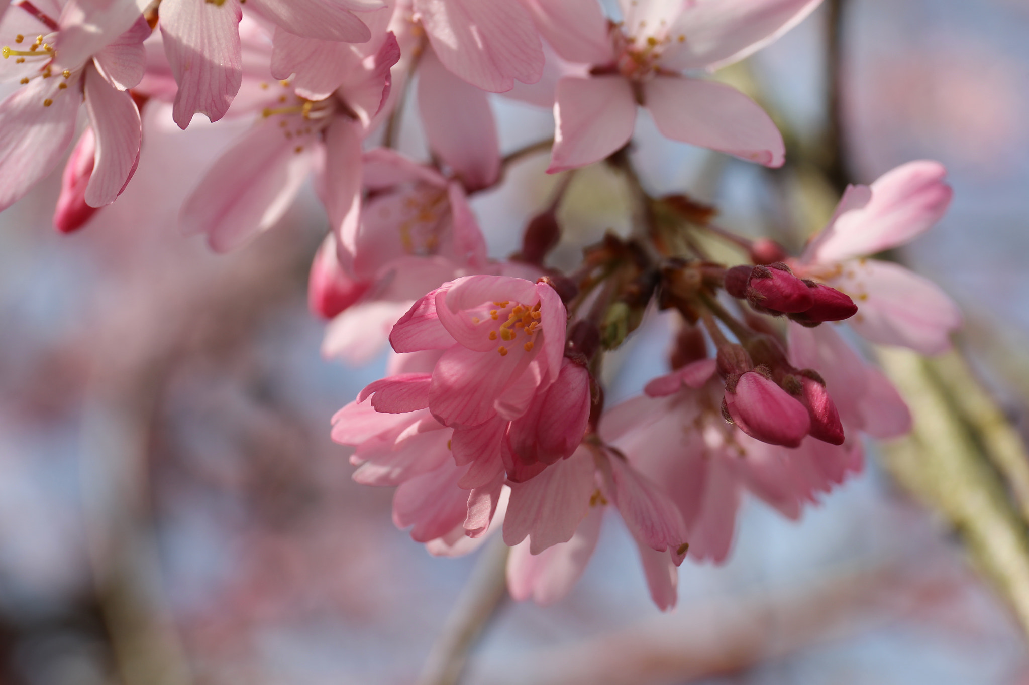 Canon EOS-1D Mark IV sample photo. Spring full bloom photography