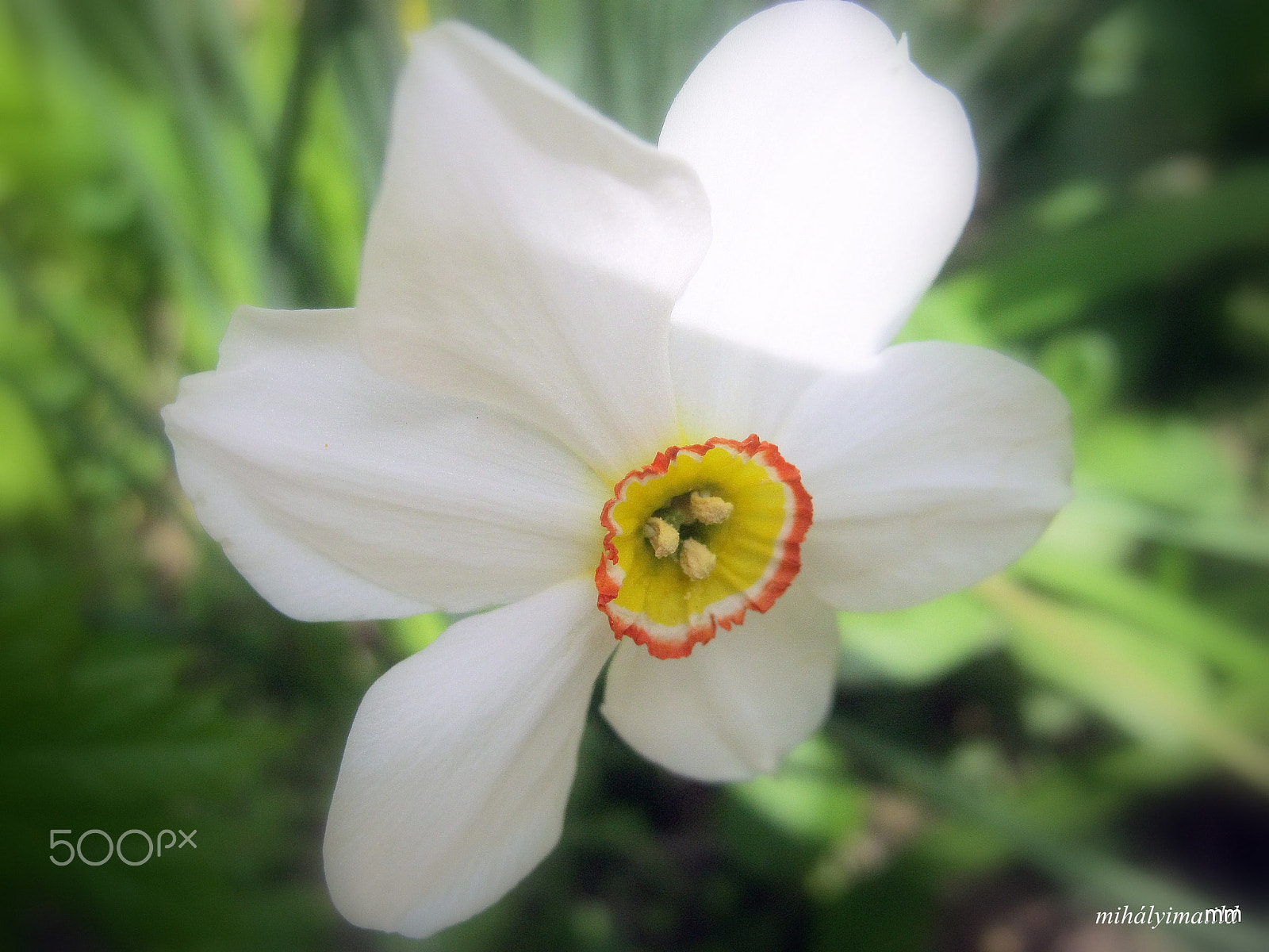 Canon PowerShot A800 sample photo. Narcissus photography