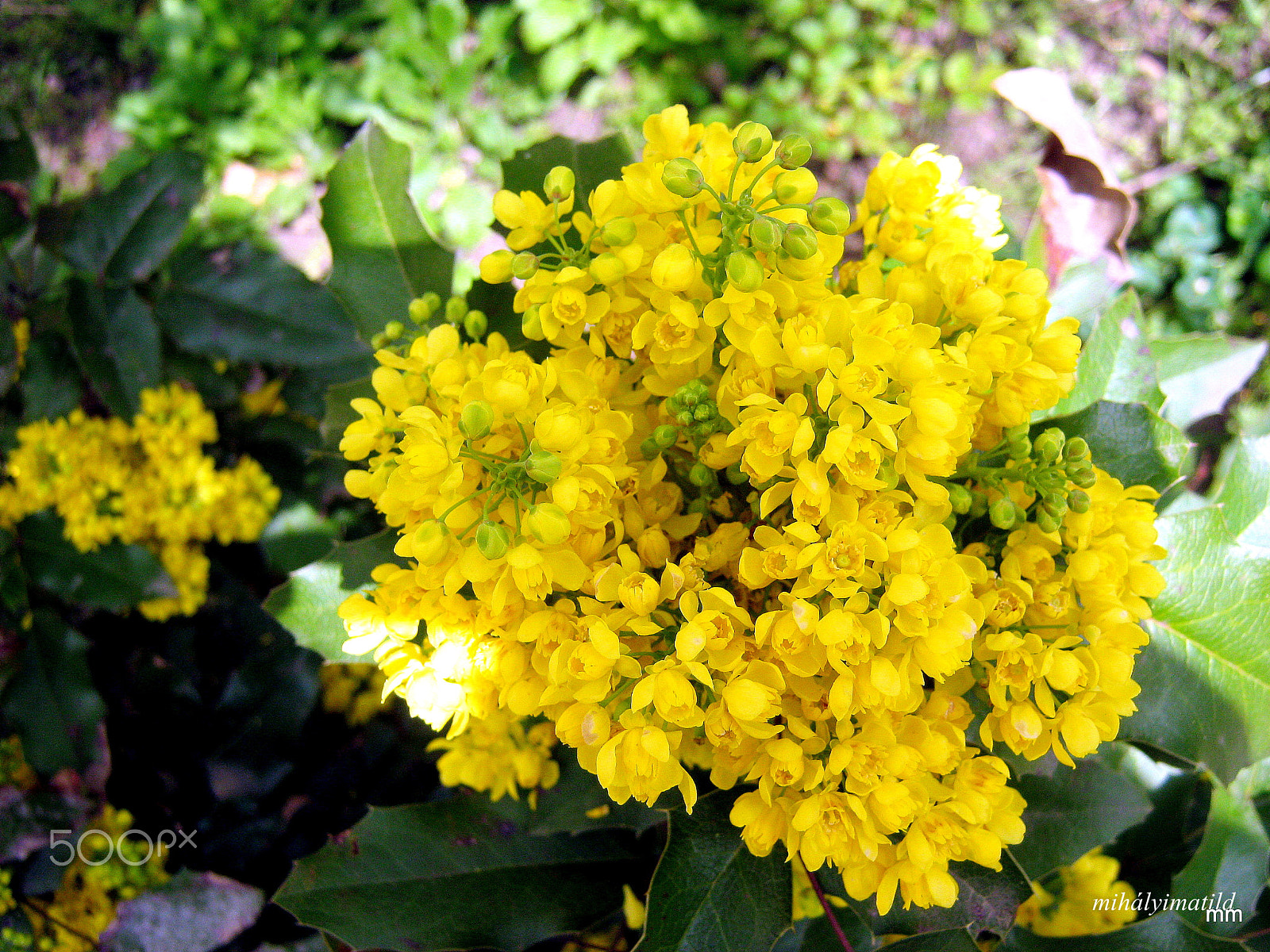 Canon PowerShot A800 sample photo. Mahonia flower photography