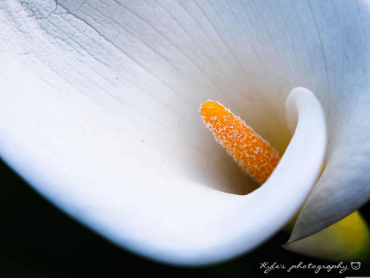 Olympus OM-D E-M1 + Sigma 150mm F2.8 EX DG Macro HSM sample photo. 海芋 photography