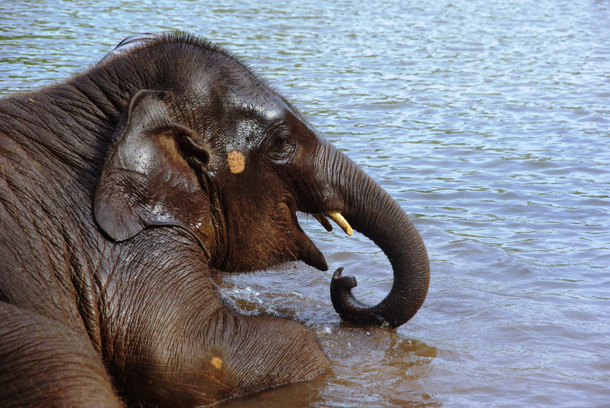 Pentax K200D sample photo. Happy elephant bathing in river, kerala, india photography