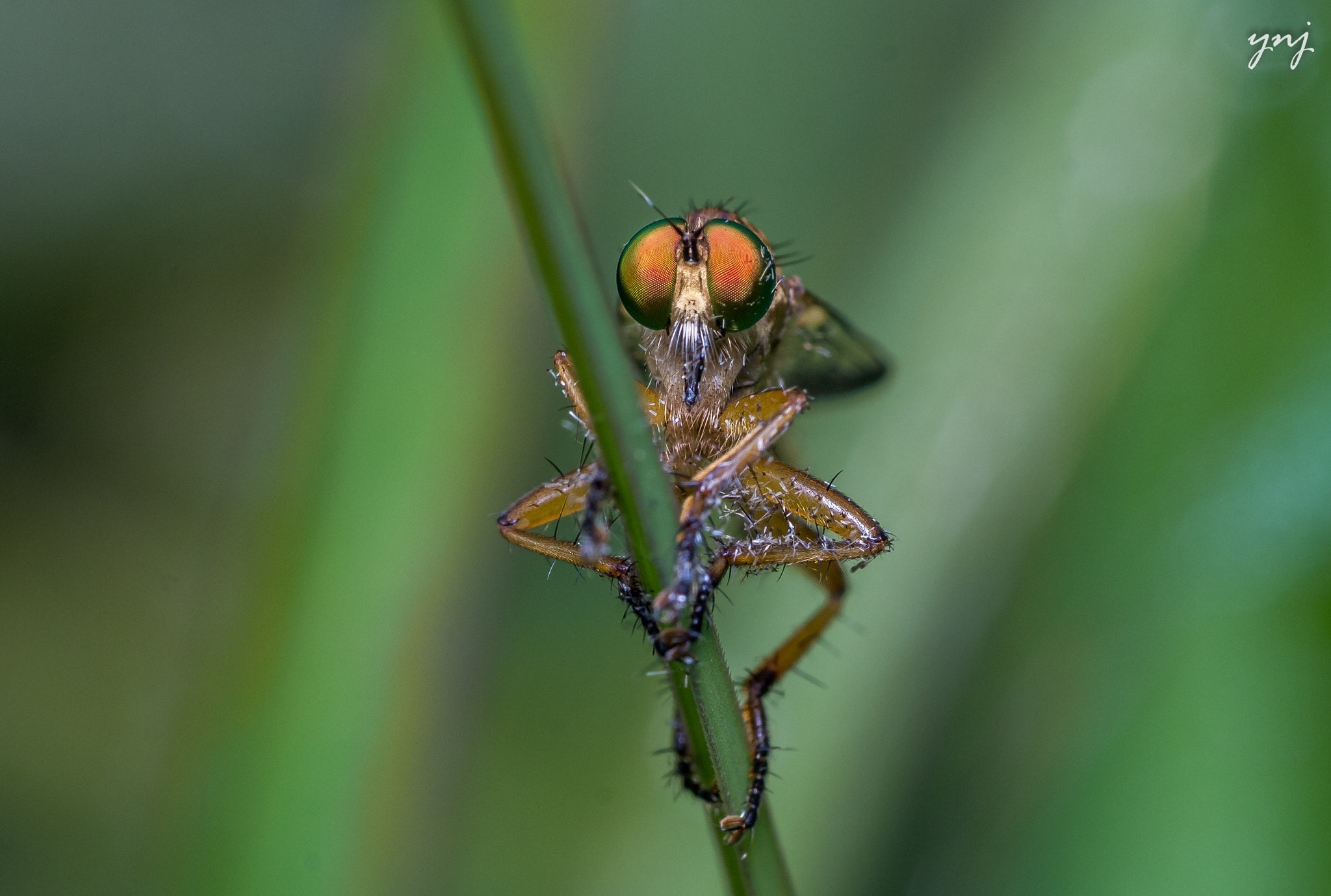 Sigma 70-300mm F4-5.6 APO DG Macro sample photo. Robber ready to pounce photography