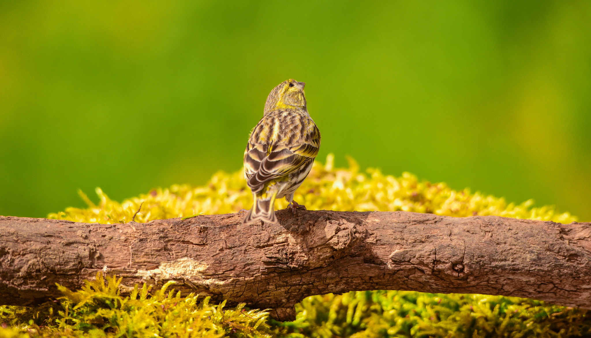 Sigma 120-400mm F4.5-5.6 DG OS HSM sample photo. Yellowhammer photography