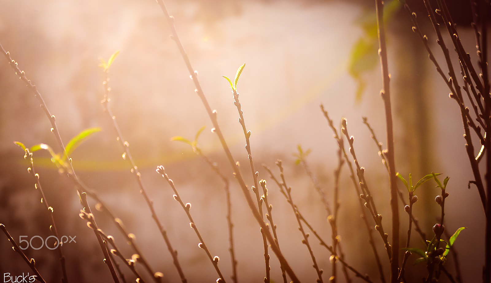 Nikon D200 sample photo. Rise.. photography
