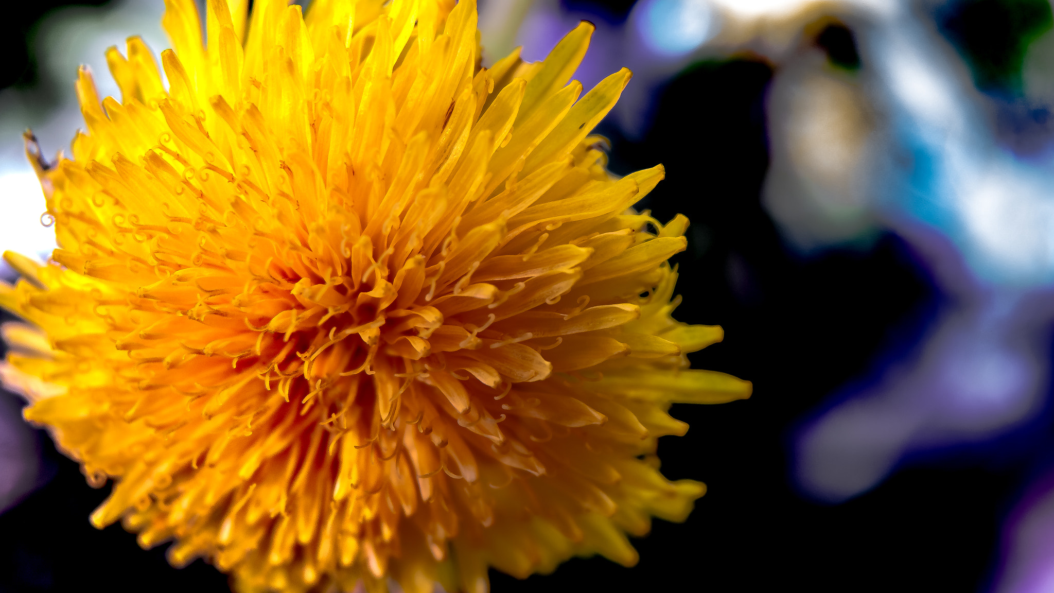 Panasonic Lumix DMC-GH2 sample photo. For the pleasure photography