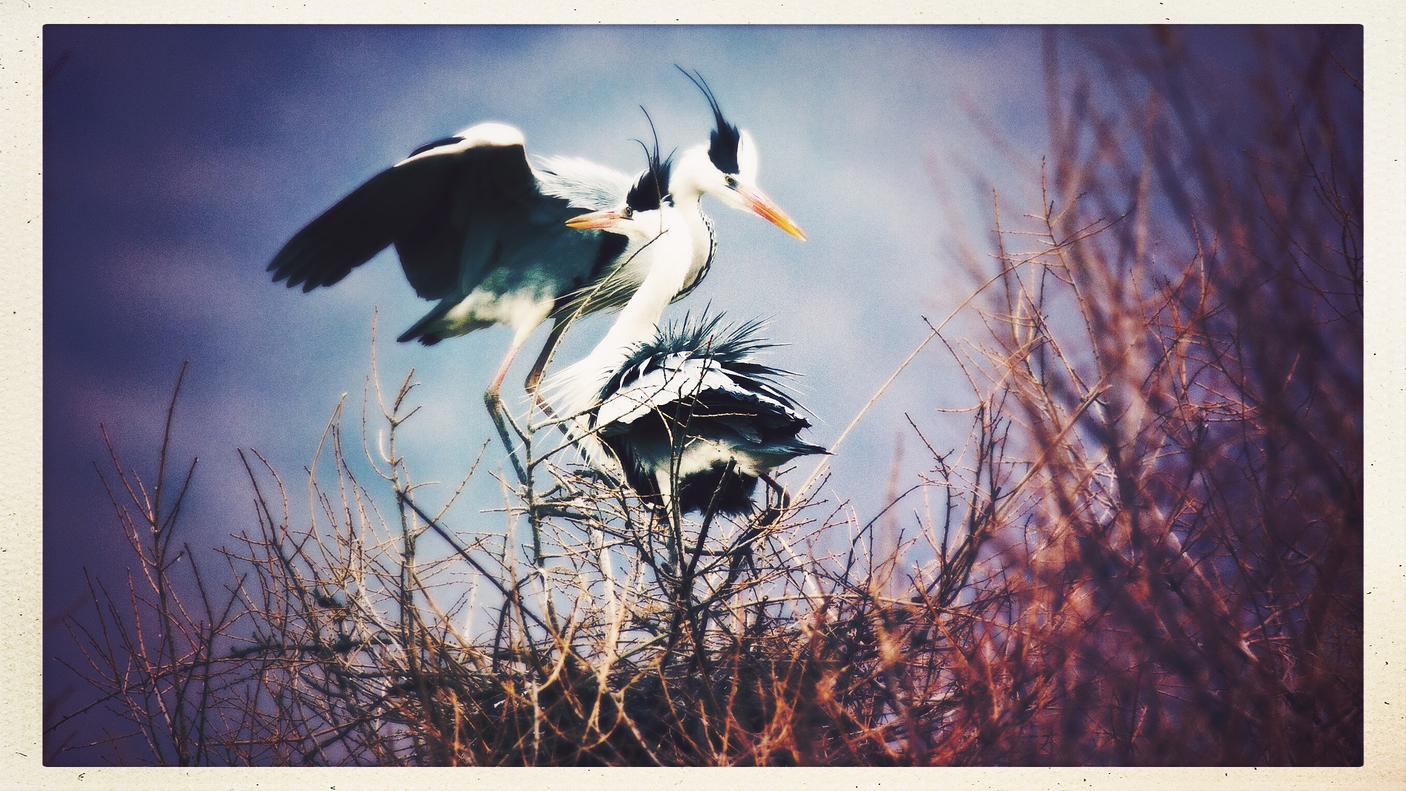 Hipstamatic 312 sample photo