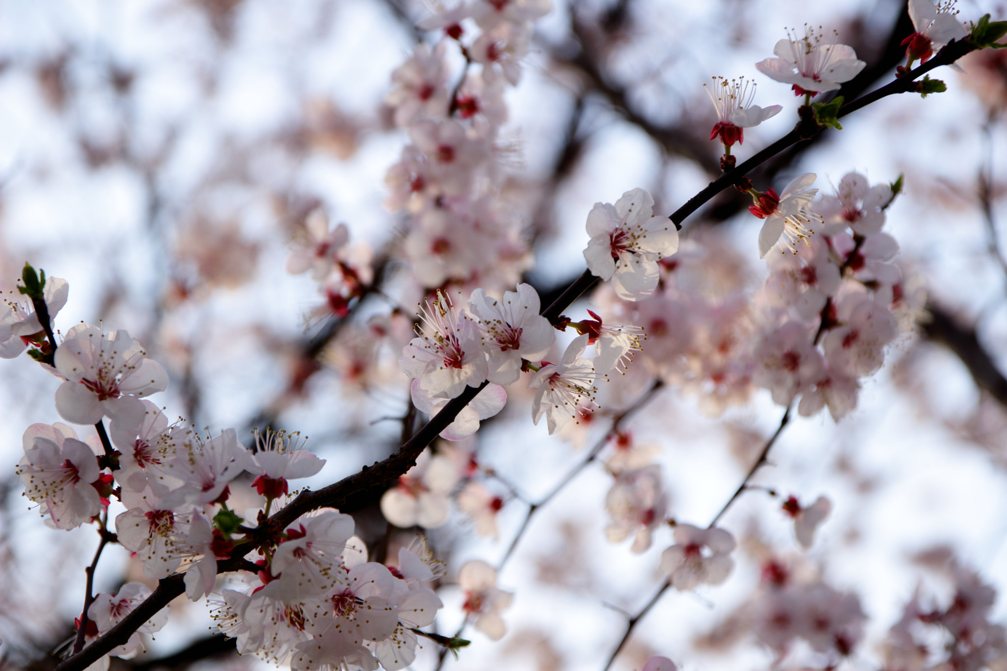 Canon EOS 100D (EOS Rebel SL1 / EOS Kiss X7) + Canon EF 500mm F4L IS USM sample photo. 매화 photography