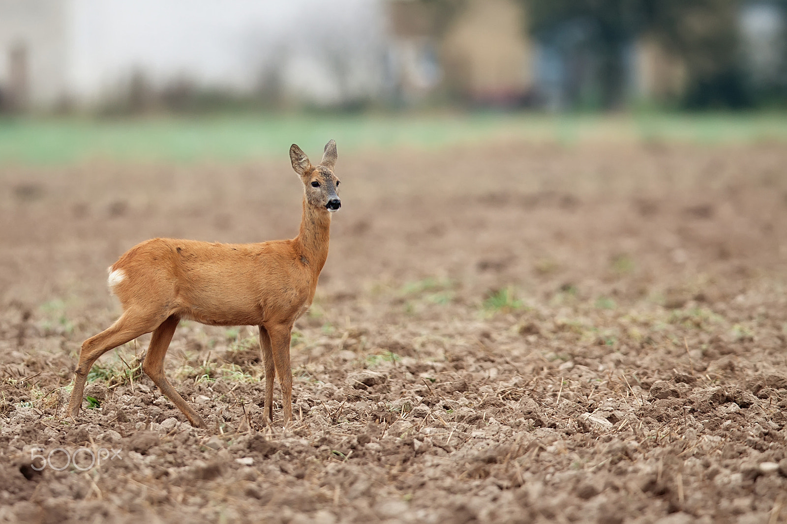 Canon EOS 50D + Canon EF 400mm F2.8L IS II USM sample photo. Roe-deer in the field photography