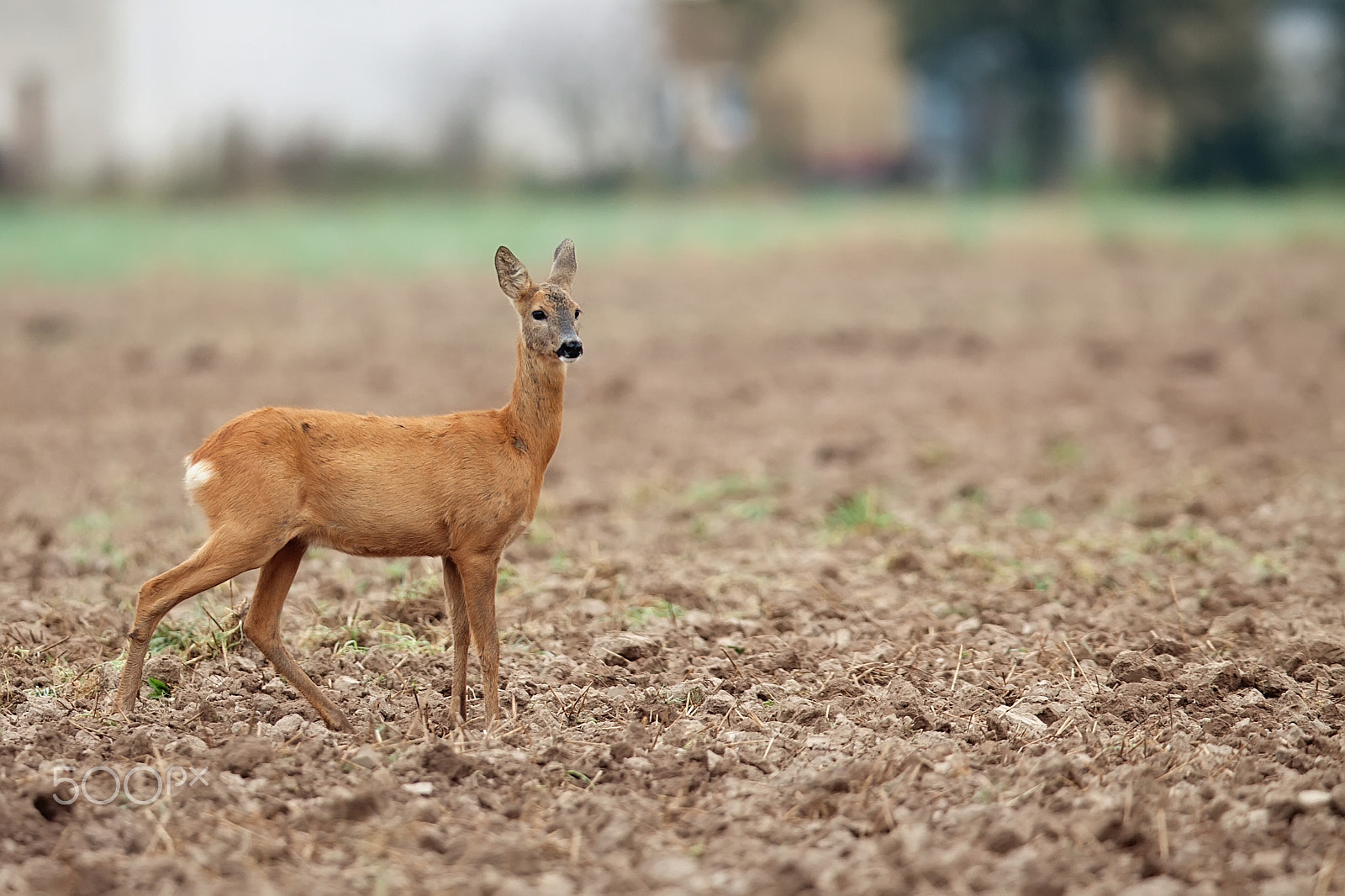 Canon EF 400mm F2.8L IS II USM sample photo. Roe-deer in the field photography