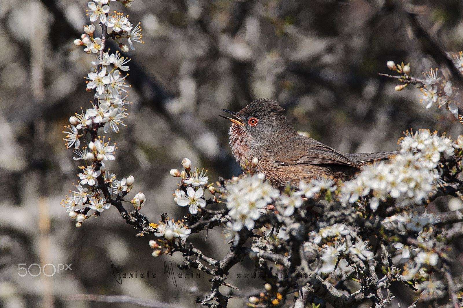 Canon EOS-1D Mark IV + Canon EF 600mm F4L IS USM sample photo. Dartford warbler - magnanina - (sylvia undata) photography