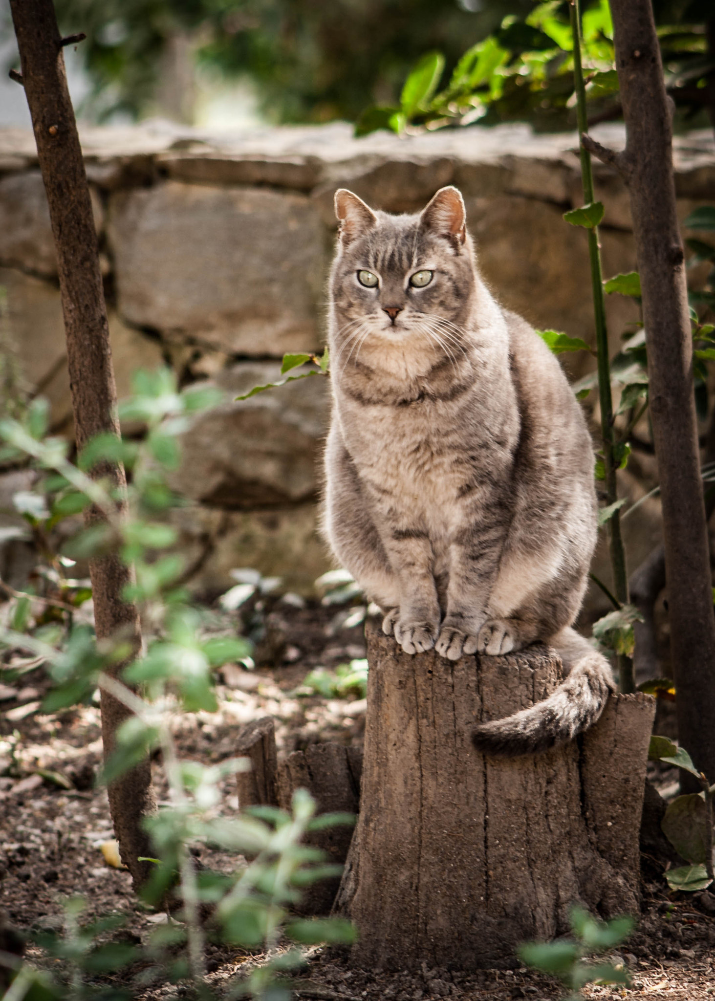 Canon EF 90-300mm F4.5-5.6 sample photo. Professor cat photography