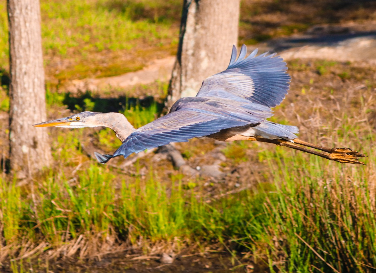 Canon EOS 760D (EOS Rebel T6s / EOS 8000D) + Canon 200-500mm sample photo. Enjoying nature in our backyard. photography