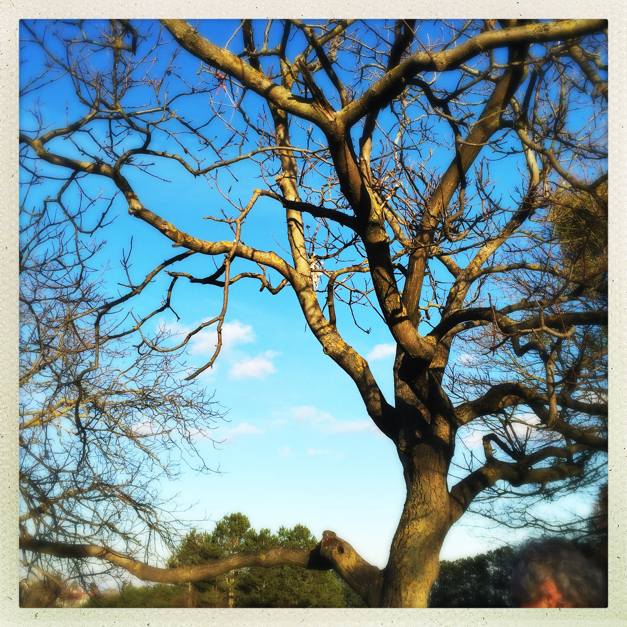 Hipstamatic 302 sample photo. Blue tree photography