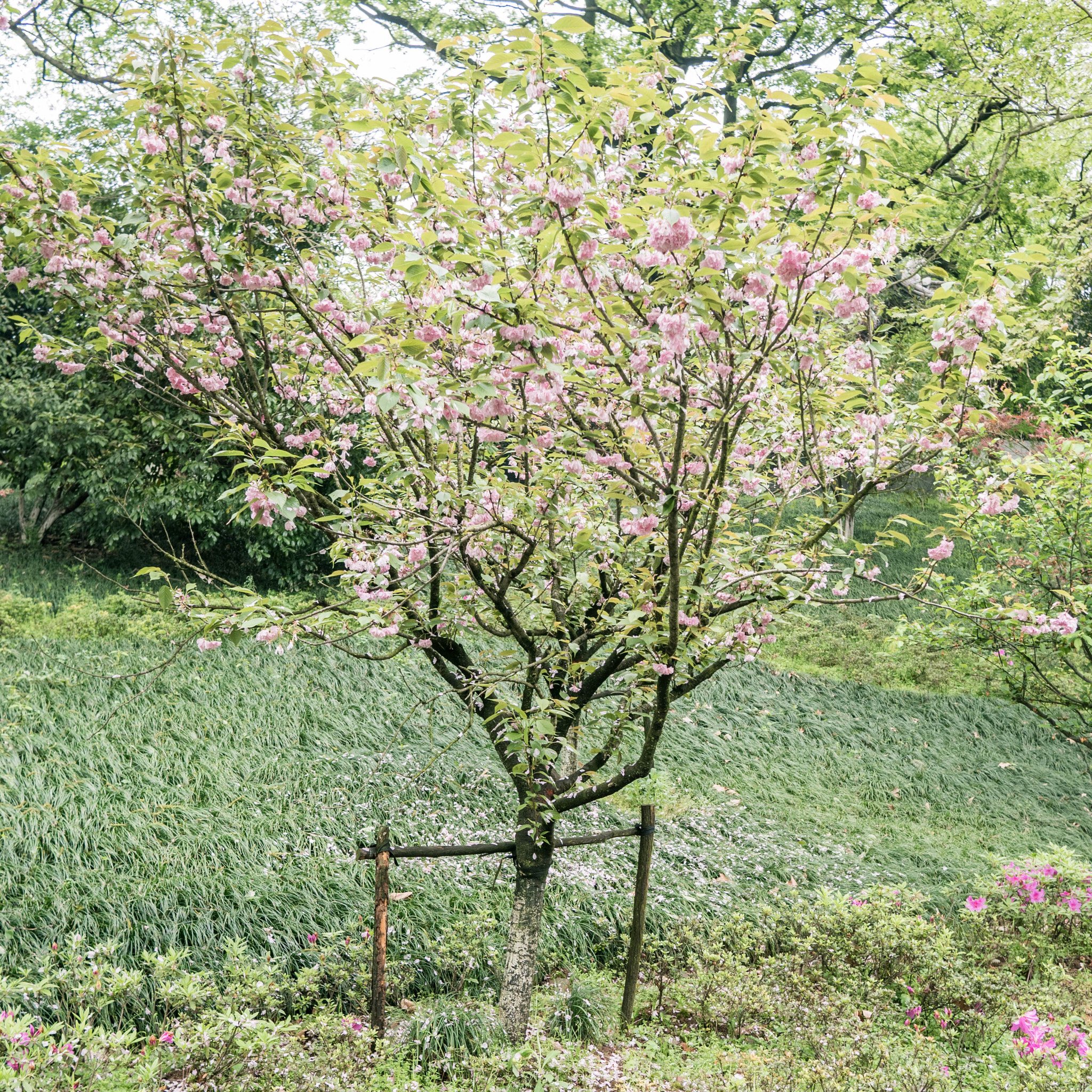 Panasonic Lumix DMC-GM5 + LUMIX G 20/F1.7 II sample photo. Flower photography