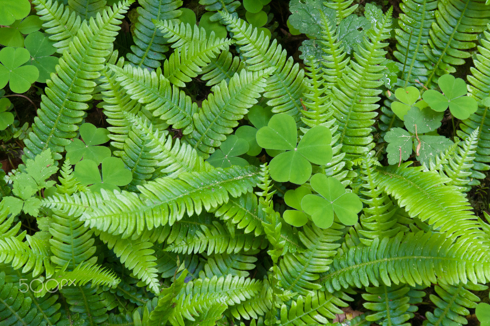 Tamron AF 28-200mm F3.8-5.6 XR Di Aspherical (IF) Macro sample photo. Mixed greens photography