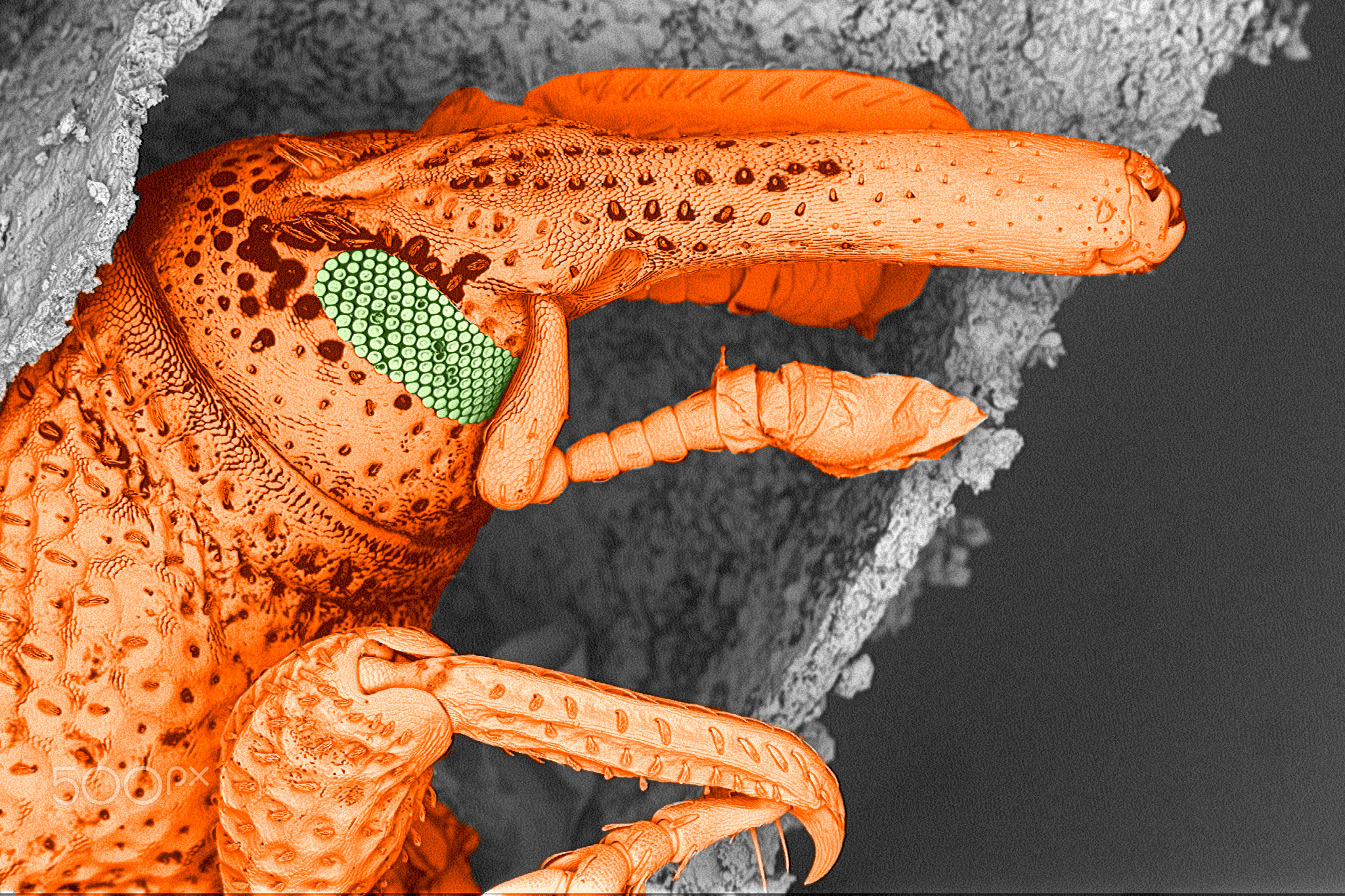 rice weevil in action