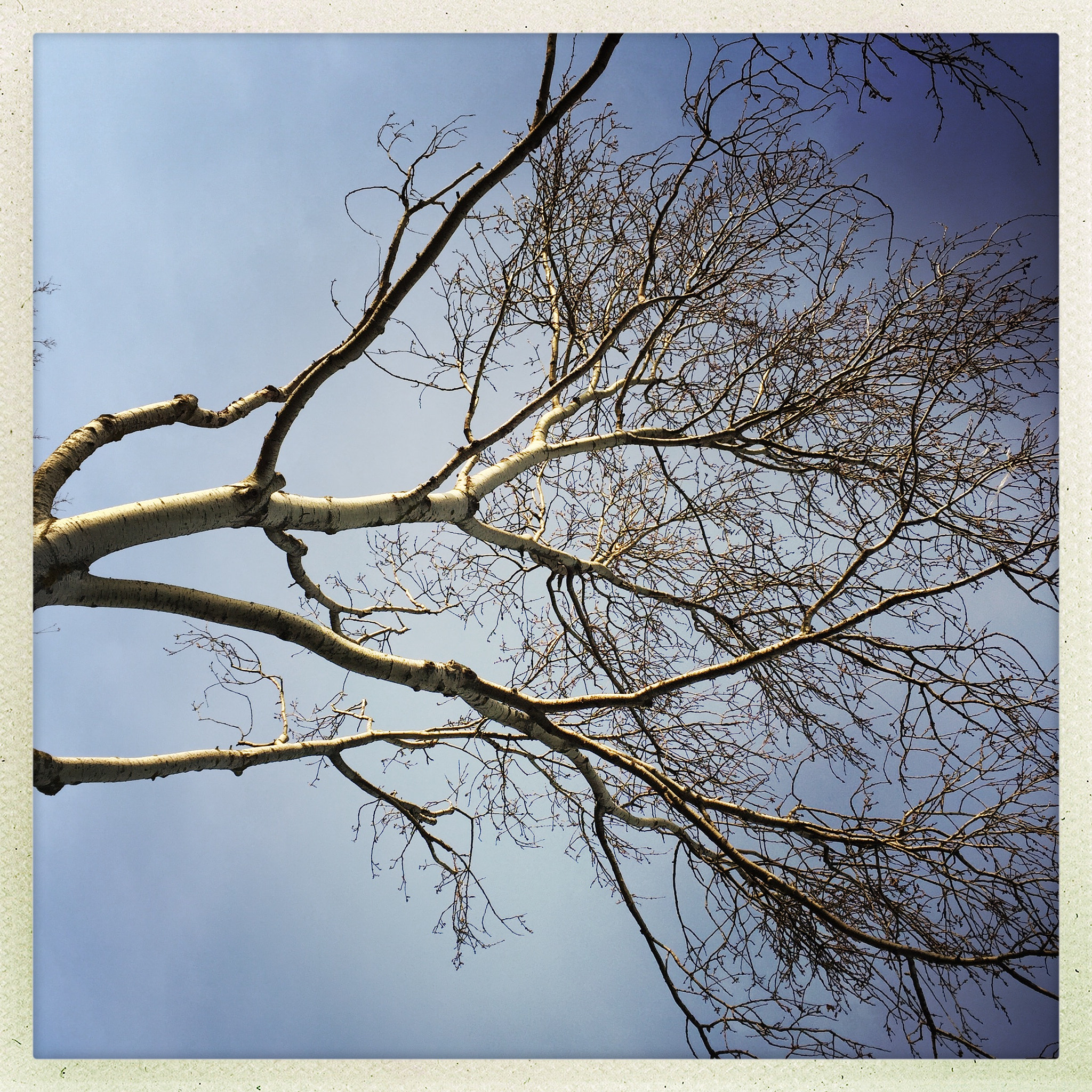 Hipstamatic 302 sample photo. Reaching tree photography