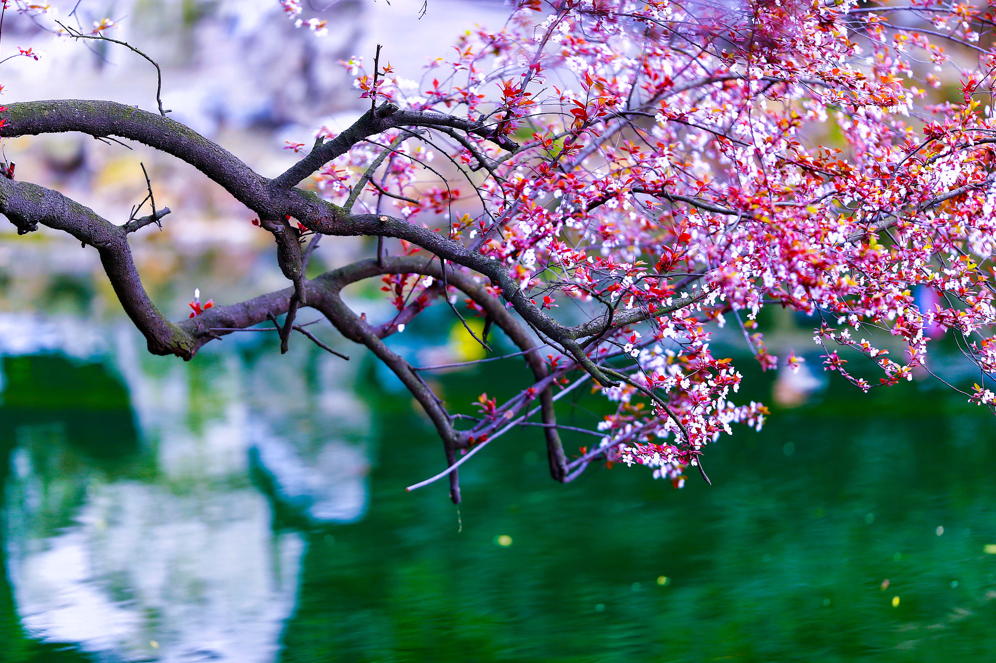Canon EOS-1D X + Canon EF 200mm F2L IS USM sample photo