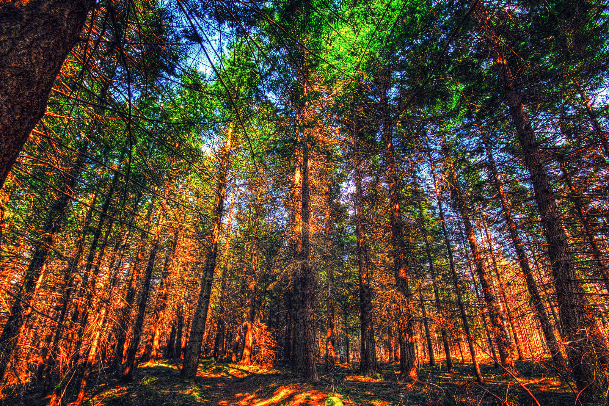 Canon EOS 1200D (EOS Rebel T5 / EOS Kiss X70 / EOS Hi) + Sigma 10-20mm F4-5.6 EX DC HSM sample photo. Colored forest photography