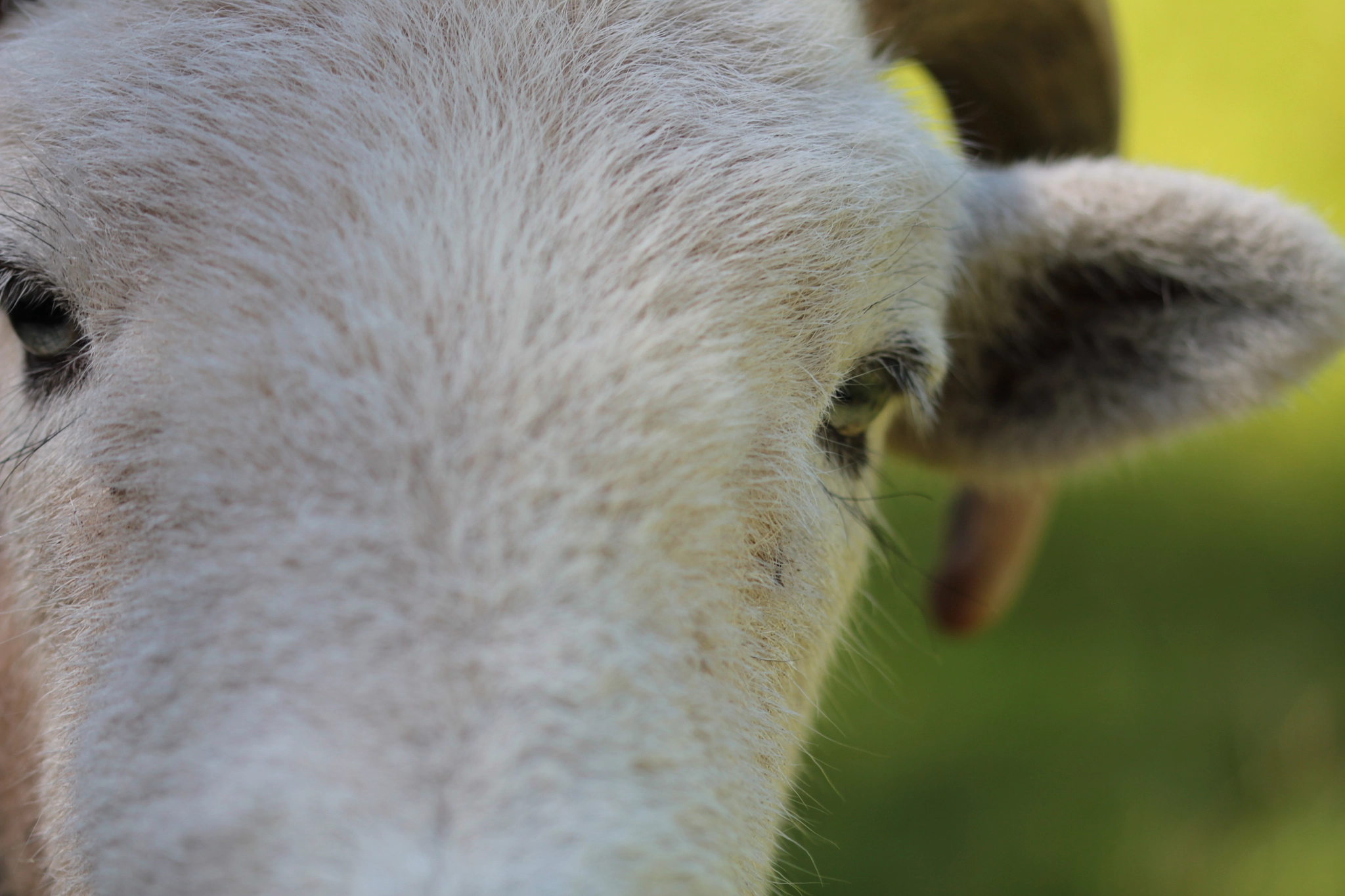 Sigma 105mm F2.8 EX DG OS HSM sample photo. Curious herdwick photography