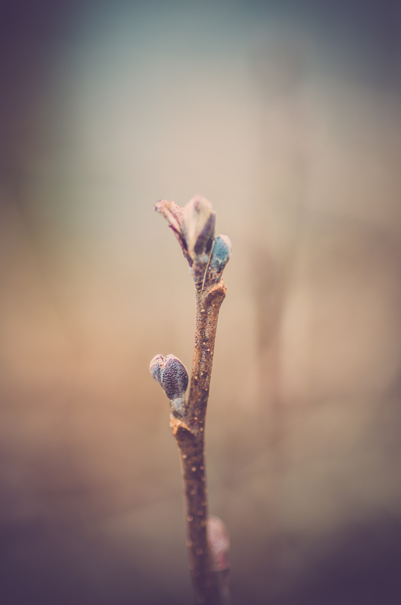 Tamron SP AF 90mm F2.8 Di Macro sample photo. Searching for spring photography