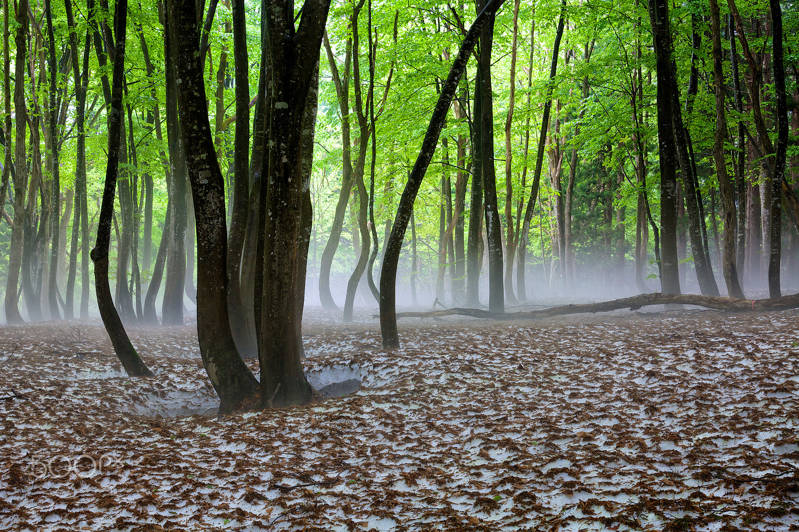 Canon EOS 5D Mark II + Canon EF 28-70mm f/2.8L sample photo. Spring mist photography